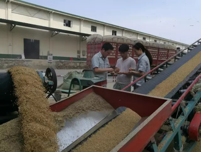 激活市場活力，促進優質優價 糧食收儲市場化改革的戰略意義與實踐路徑